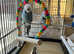 Budgies