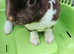 Male mini rex