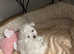 3 female bichon bologness, looking for a family, they are friendly and very playful!