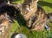 Bengal/ tabby cross kittens