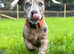 Too loving home Staffy cross dachund