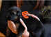 Black & Tan LONGHAIRED GSD PUPPIES KC REGISTERED