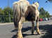 Tammy is looking for a forever home colt