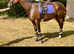 16hh 8year old Tb Mare