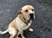 Cane corso male 3 yrs old