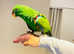 Hand temed eclectics parrot for sale