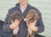 Minature Dachshunds for sale