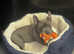 Stunning blue American pocket bully female puppy for sale