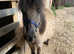 Gorgeous Dartmoor Dun Yearling Colt For Sale