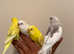 Young Friendly Super Tame Budgies