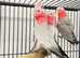 Stunning young talking Galaa parrot