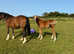 Section d colt foal