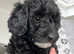 Beautiful Cockapoo puppy ready now