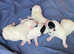 Parson Russell Terrier Puppies - 4 Adorable Bundles of Joy!