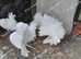PURE WHITE FANTAIL PIGEONS / DOVES