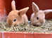 Beautiful baby bunnies