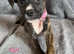 Staffordshire bull terrier puppies