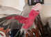 Gala Parrot