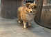 Shetland sheepdog puppy looking for forever homes