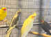 Beautiful young birds for sale