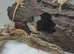 Bearded dragons