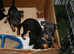 English Toy Terrier (black And Tan) Puppies
