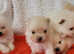 Pomeranian fluffy puppies KC registered