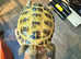 Hermanns Tortoise