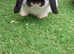 Beautiful Mini Lop Boy