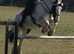 Stunning 14.1 sporty cob mare