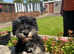 Miniature schnauzer puppies for sale