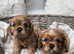 Adorable Ruby Health tested Cavalier King Charles Spaniel
