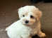 Beautiful Havanese KC Reg'd Puppies 1girl 2 boys