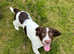 A 4 months old female English Springer Spaniel puppy for sale. Had injections and been chipped