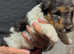 Fox terrier puppies (wire haired)