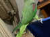 Stunning young alexandrine parrot