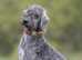 Wanted bedlington Terrier