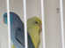 Parrotlets