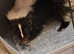 Male 6 month old skunk
