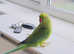 Beautiful young Indian ringnick parrot