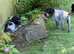 German wirehaired pointer puppies