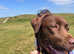 Chocolate Labrador