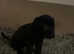 9 week old shar pei cross boy £300