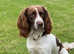 Stunning English springer spaniel x collie