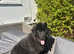 Kc reg 5 month female Newfoundland