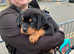 rottweiler puppys