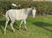 Grey Welsh pony