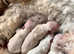 Expecting F1 small Maltipoo puppies