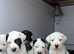 Mastiff pups