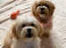 Gorgeous Shih-poo Puppies for Sale